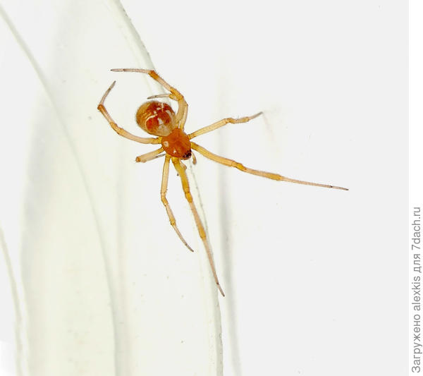 Самка вида Parasteatoda lunata.