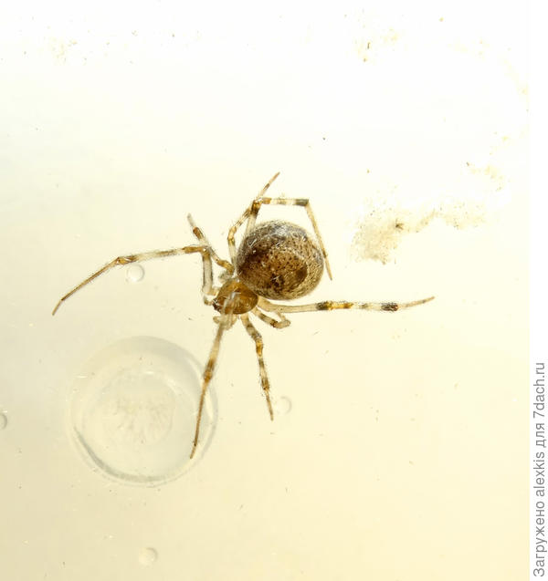 Самка вида Parasteatoda tepidariorum.