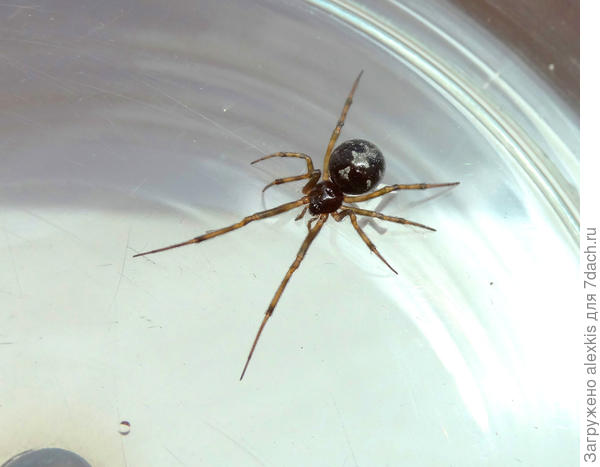 Steatoda triangulosa.