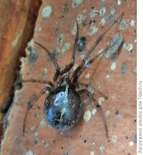Steatoda bipunctata самка. Автор снимка schastlevayia.