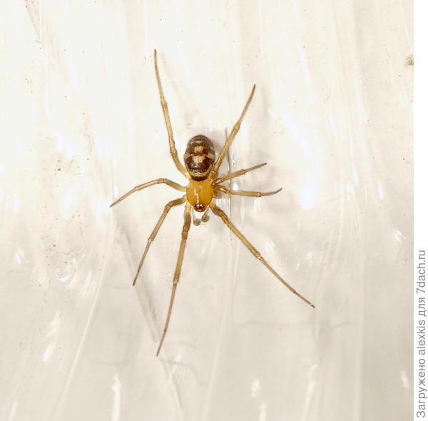 Самец вида Steatoda grossa.