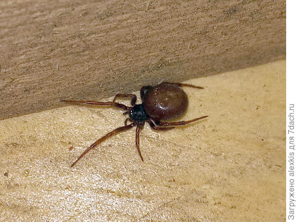 Самка вида Steatoda bipunctata. Автор снимка user_72215.