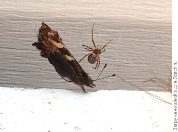 Самка вида Steatoda castanea. Автор снимка kotatyana.
