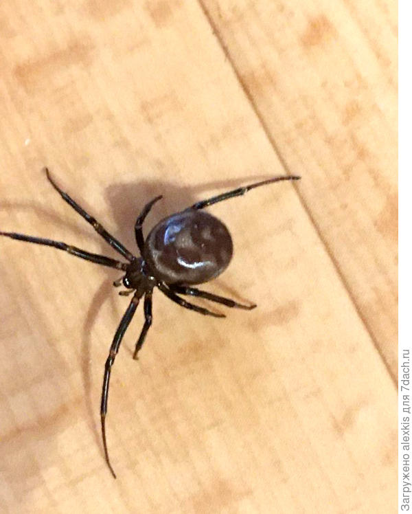 Самка вида Steatoda grossa.Автор снимка bytyaanya1210.