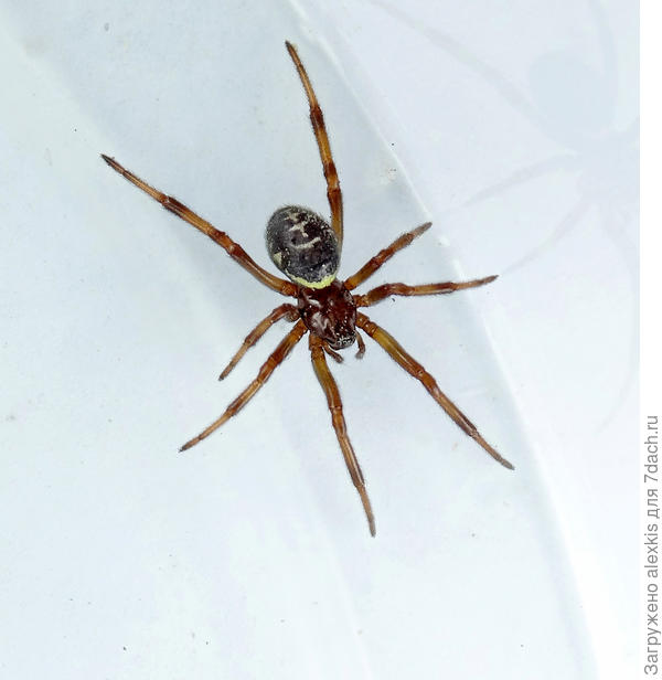 Молодая самка вида Steatoda paykulliana.