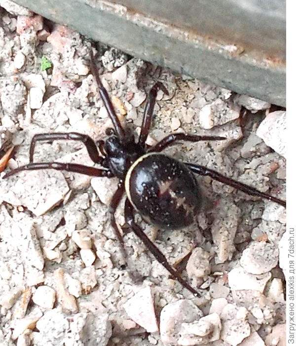 Steatoda paykulliana. Автор снимка sotnichenko.