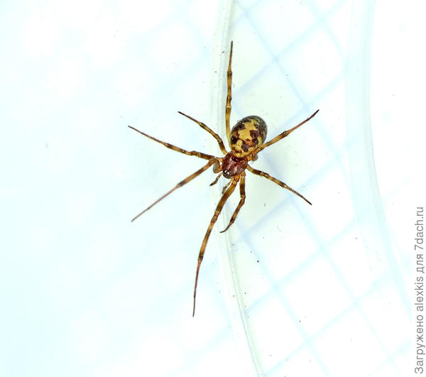 Молодая самка вида Steatoda triangulosa.