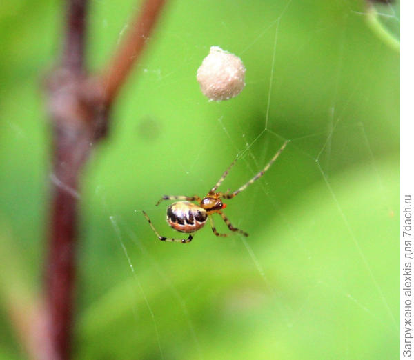 Theridion pictum. Автор снимка TanyaNikulinaLeonova.
