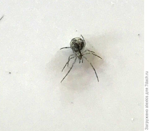 Theridion melanurum. Автор снимка 771050.