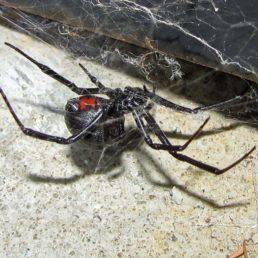 Самка вида Latrodectus tredecimguttatus. Снимок прислал sergejmoroz495-nomark.