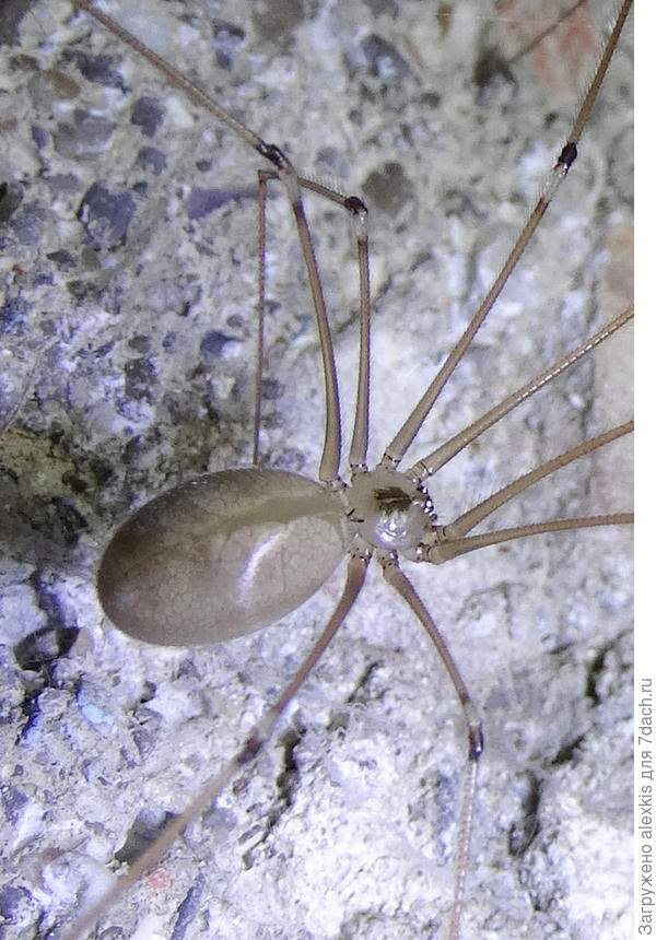 Pholcus phalangioides самка.