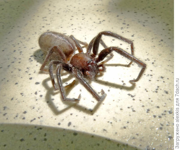 Segestria senoculata самка.