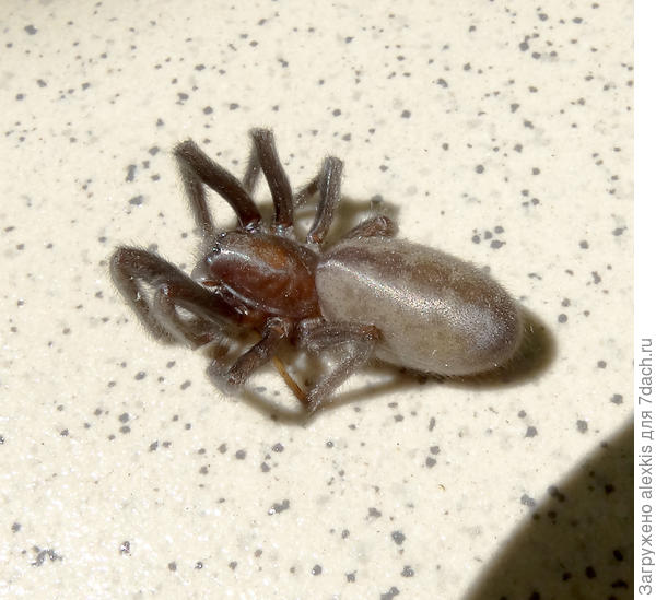 Старая самка вида Segestria senoculata.