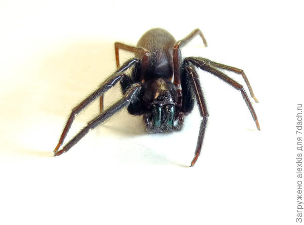 Segestria florentina самка.