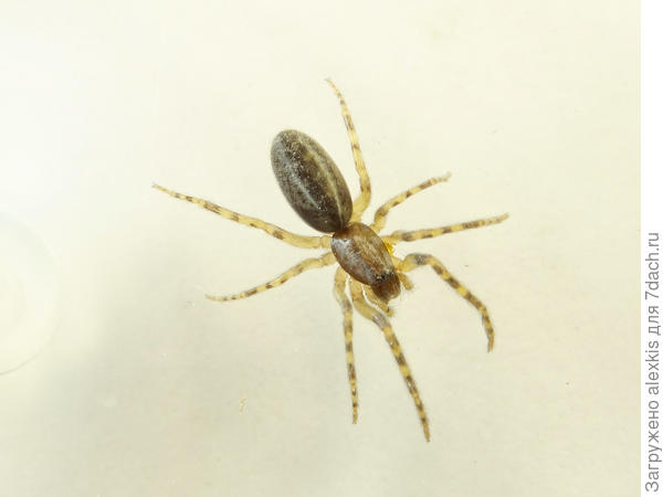 Молодая самка вида Segestria senoculata.