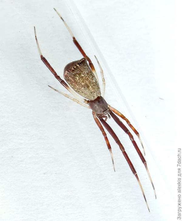 Самка вида Episinus truncatus.