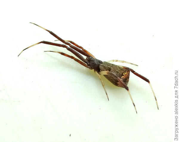 Episinus truncatus самка.