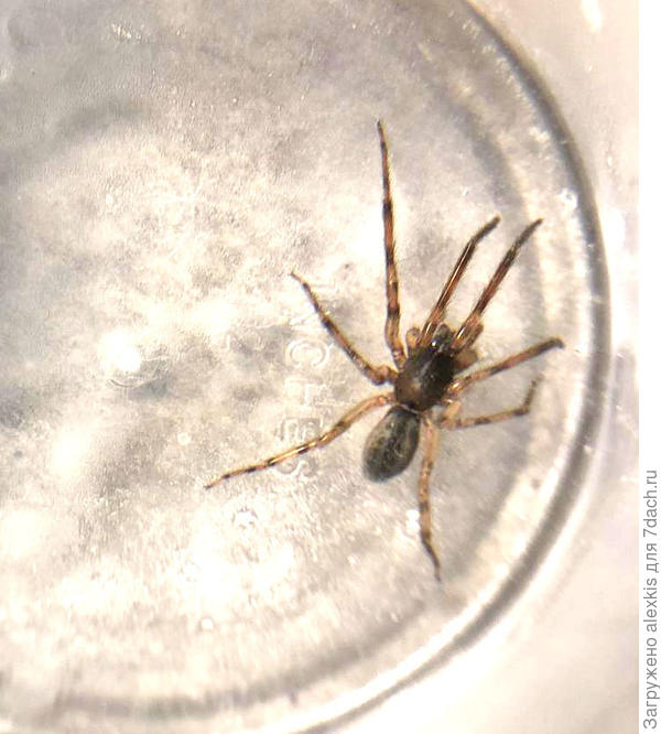 Segestria senoculata. Автор снимка nastandroid.