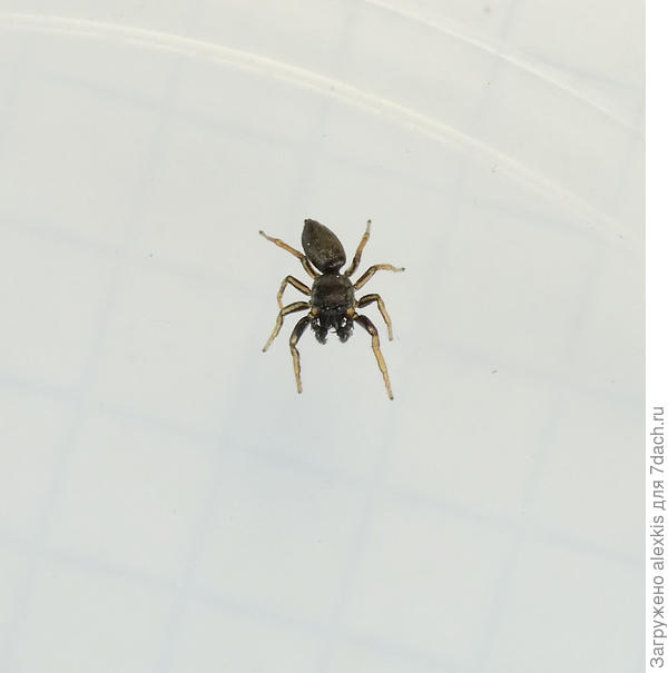 Самец вида Heliophanus cupreus.