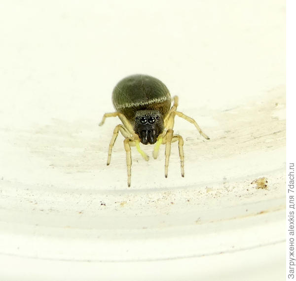 Heliophanus dubius самка.