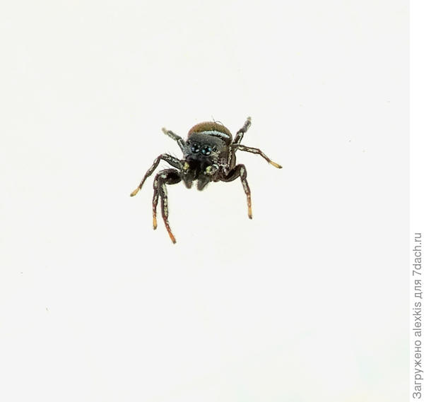 Самец вида Heliophanus aeneus.