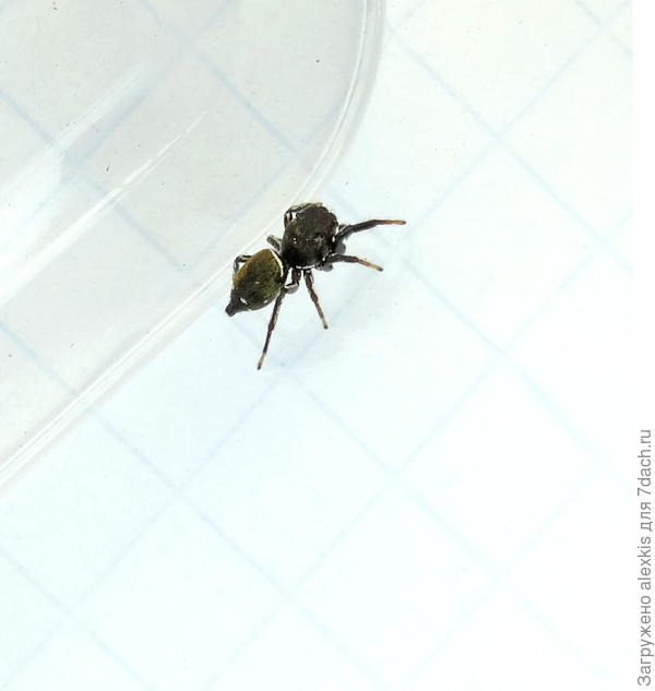 Heliophanus aeneus самец.