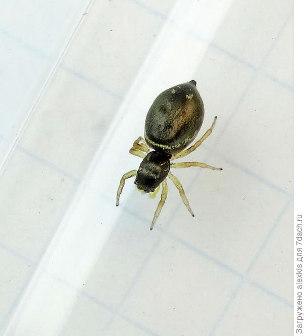 Самка вида Heliophanus dubius.