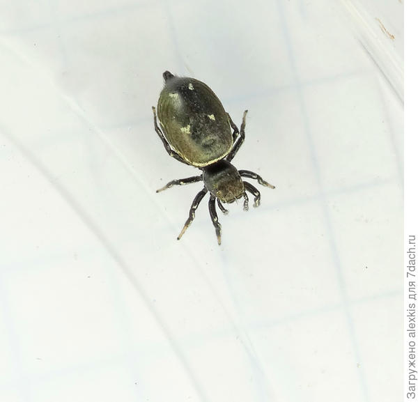 Самка вида Heliophanus kochii.