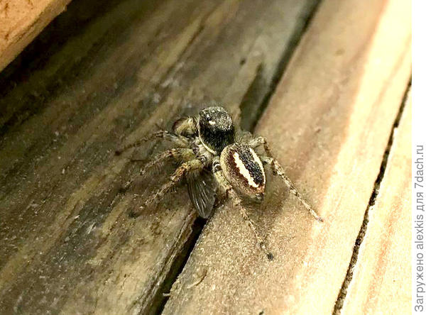 Самец вида Heliophanus melinus.