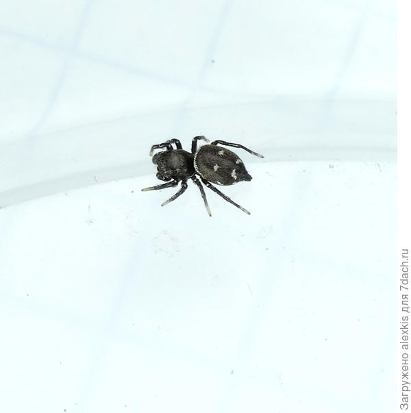 Самец вида Heliophanus kochii.