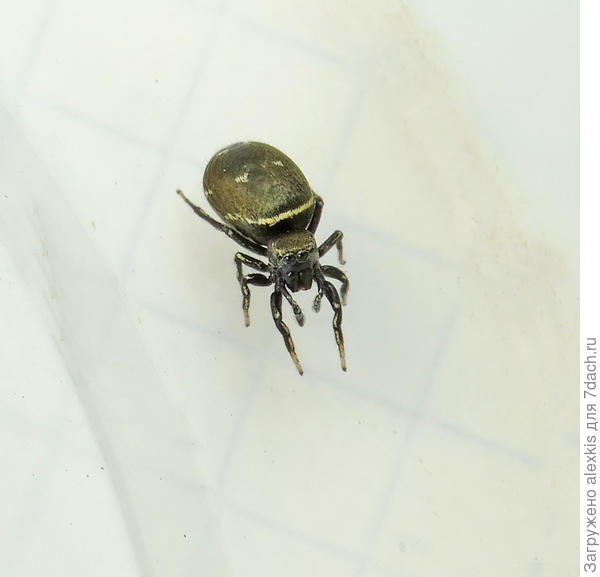 Heliophanus kochii самка.