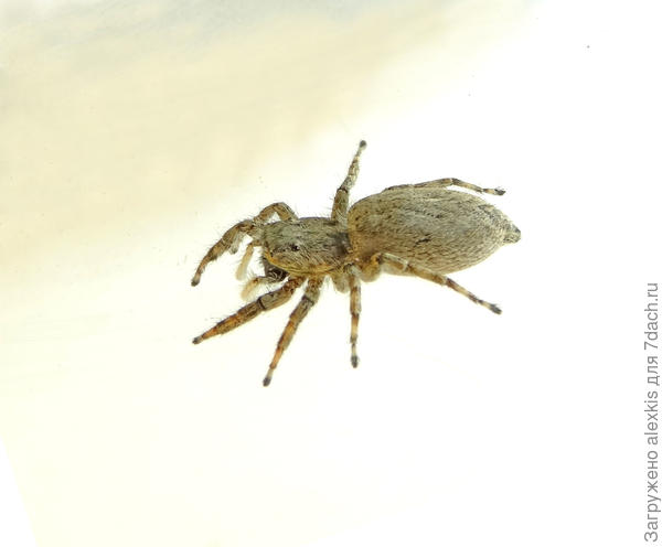 Самка вида Attulus penicillatus.
