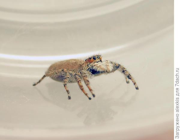 Attulus penicillatus самка.