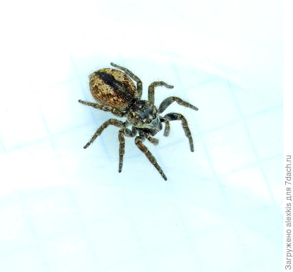 Самец вида Philaeus chrysops перед последней линькой.