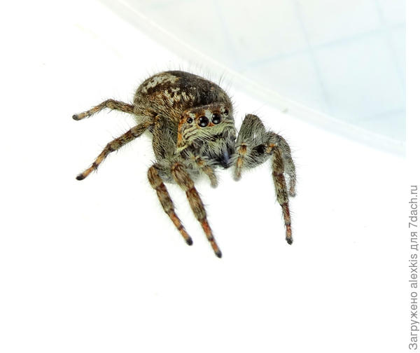 Philaeus chrysops самка.