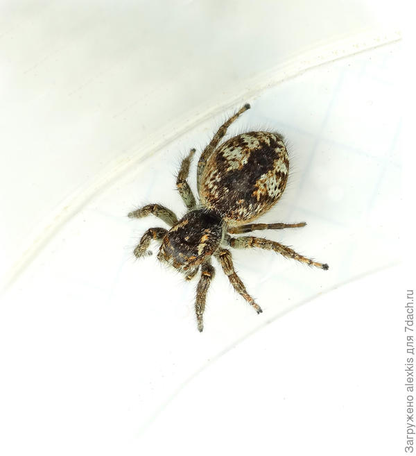 Самка вида Philaeus chrysops.