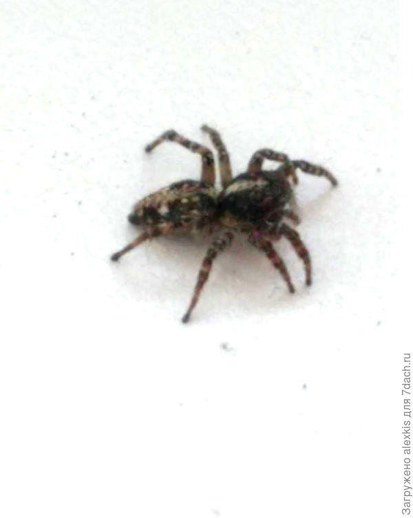 Attulus terebratus самец.