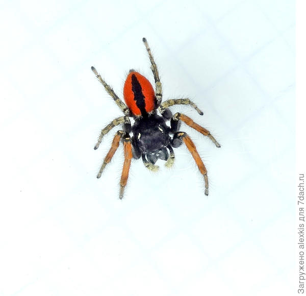 Перелинявший самец вида Philaeus chrysops.