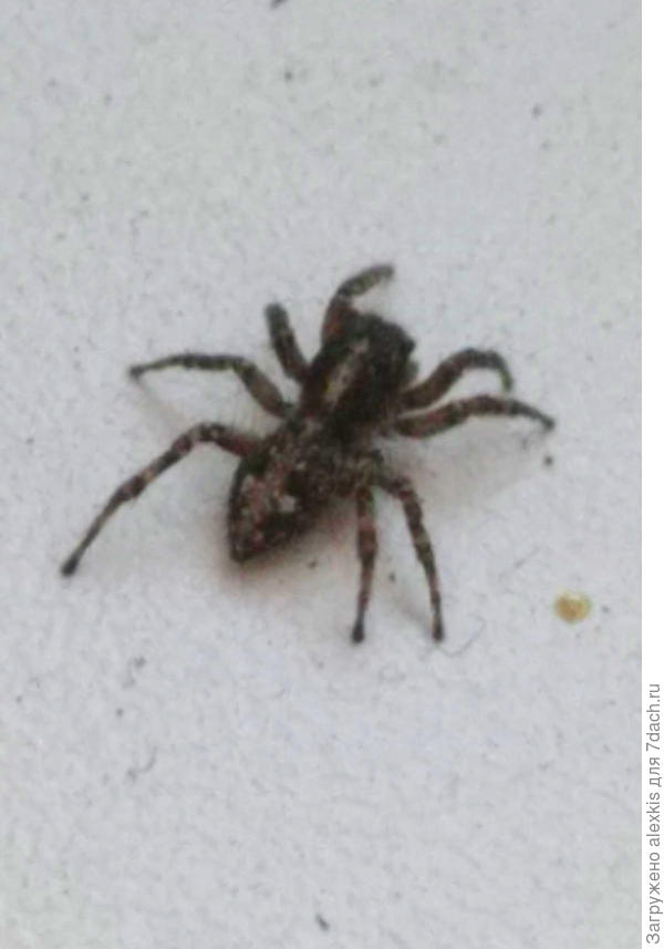Самец вида Attulus terebratus. Автор снимка denyx.