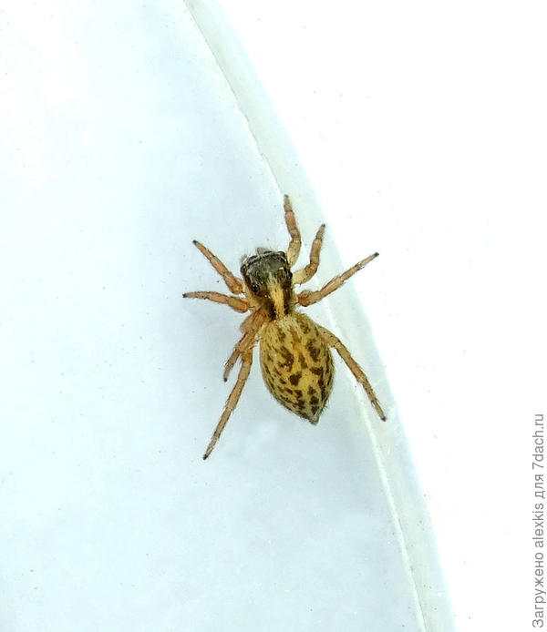 Самка вида Saitis tauricus.