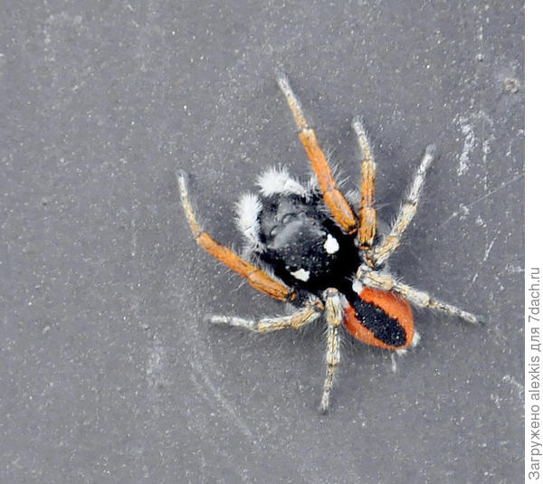 Самец Philaeus chrysops.