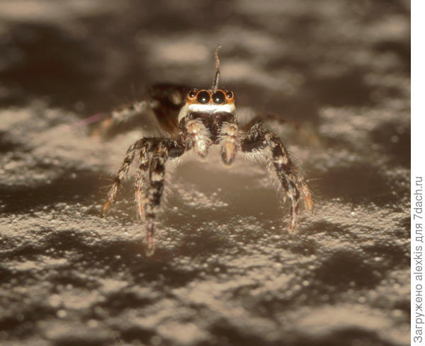 Самец вида Pseudicius encarpatus. Автор снимка