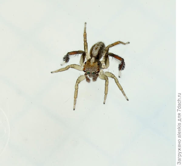 Saitis tauricus самец.