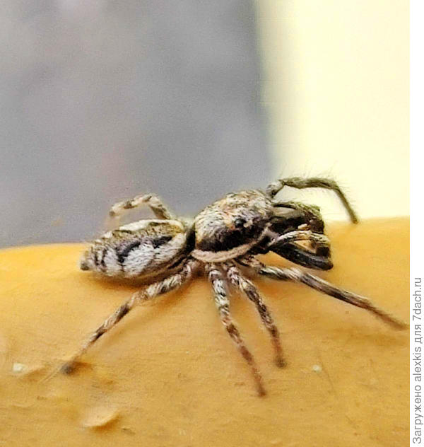 Salticus scenicus самец.