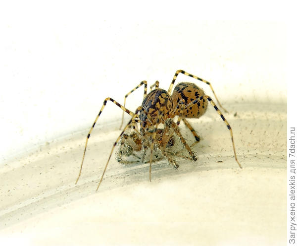 Scytodes thoracica добивающая свою жертву.