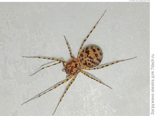 Scytodes thoracica. Автор снимка Ashot0087.