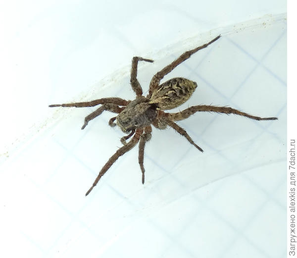 Молодая самка вида Alopecosa farinosa .