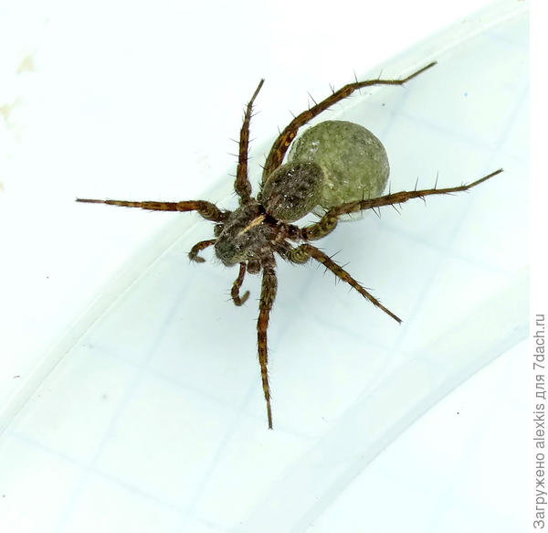 Самка вида Pardosa prativaga с коконом.
