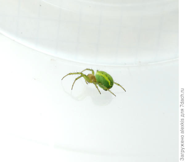 Самка вида Araniella cucurbitina вид сбоку.