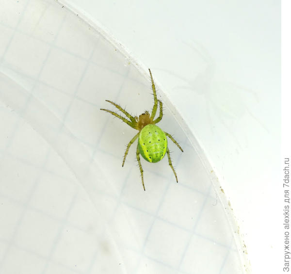 Самка вида Araniella cucurbitina.